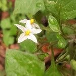 Solanum nigrumFlor