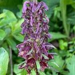 Pedicularis recutita Цветок