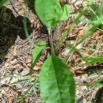 Tipularia discolor Levél