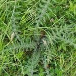 Cirsium eriophorum Leaf