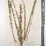 Crotalaria microthamnus Other
