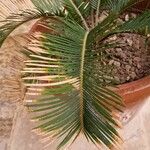 Cycas revoluta পাতা