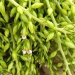 Cakile maritima 果実