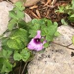 Ipomoea cordatotrilobaFlower