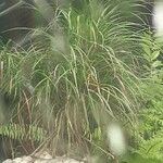 Carex pendula 葉