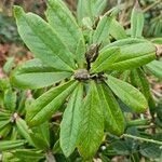 Rhododendron pachytrichum Φύλλο