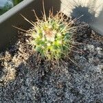 Mammillaria compressaList