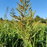 Sorghum bicolor Fruit