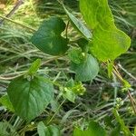 Fallopia scandens Levél