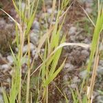 Calamagrostis pseudophragmites Otro