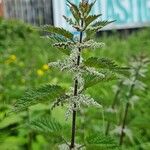 Urtica dioica Habit