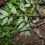 Begonia semiovata Habit