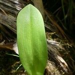 Arnottia mauritiana Leaf