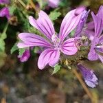 Malva setigeraFlower