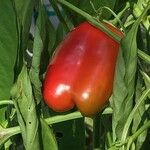 Capsicum annuum 果実