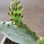 Opuntia aciculata Ліст