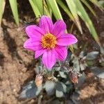 Dahlia merckii Flower