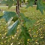 Quercus falcata Leaf