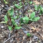 Shepherdia canadensis Levél