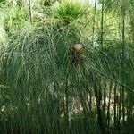 Cyperus giganteus 形态