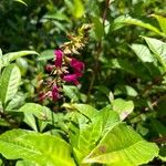Salvia involucrata Fiore