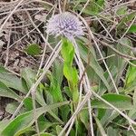 Globularia vulgaris 花