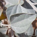 Helianthus niveus Leaf