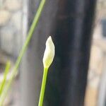 Allium tuberosum ফুল