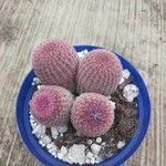 Echinocereus rigidissimus 叶