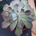 Echeveria shaviana برگ