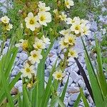 Sisyrinchium striatum Habit