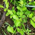 Mystroxylon aethiopicum Leaf