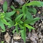 Myosotis macrosperma Leaf