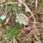 Pimelea linifoliaফুল