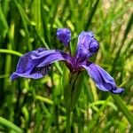 Iris delavayi