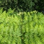 Pteridium aquilinum पत्ता