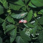 Paullinia pinnata Fruit