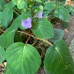 Gloxinia perennis Blad