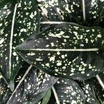 Aglaonema costatum Blatt