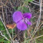 Vigna vexillata Flor