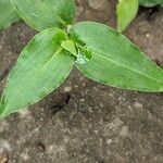 Commelina ensifolia 葉