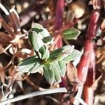 Euphorbia terracina Levél