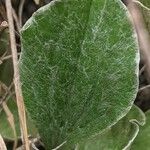 Antennaria plantaginifolia Levél