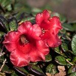 Rhododendron forrestii Cvet