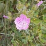 Malva setigera Blodyn