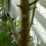 Erythrina velutina പുറംതൊലി