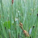 Carex limosa Fiore