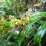 Bulbophyllum prismaticum