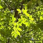 Zelkova carpinifolia Лист