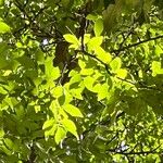 Zelkova carpinifolia Leaf